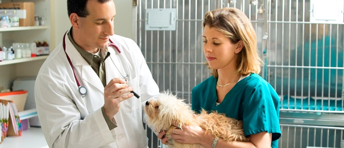 Mejor Universidad De Veterinaria En España